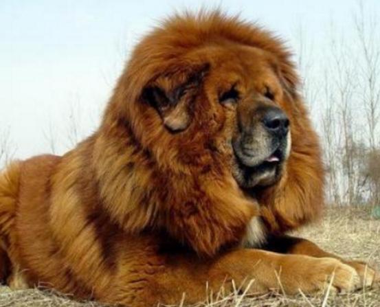 ����ʮ��Ȯ���а񣬱���Ȯ�����B���¸ҡ�����͢�Ÿ�ʮ�փ���