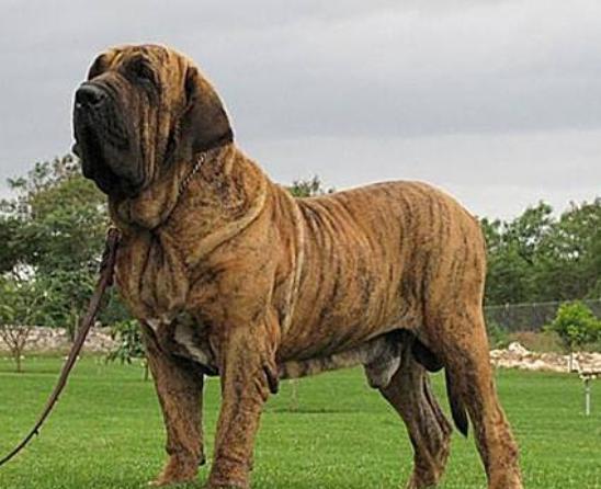 ����ʮ��Ȯ���а񣬱���Ȯ�����B���¸ҡ�����͢�Ÿ�ʮ�փ���