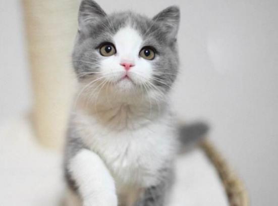 ����ʮ���Ȍ�������Ӣ��(gu��)��ë؈����ɐ�(��i)���_ĦҮ���F�����ǂ�(g��)����