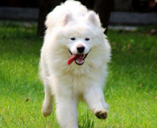 ����ʮ���Ȍ�������Ӣ����ë؈����ɐۡ��_ĦҮ���F�����ǂ�����