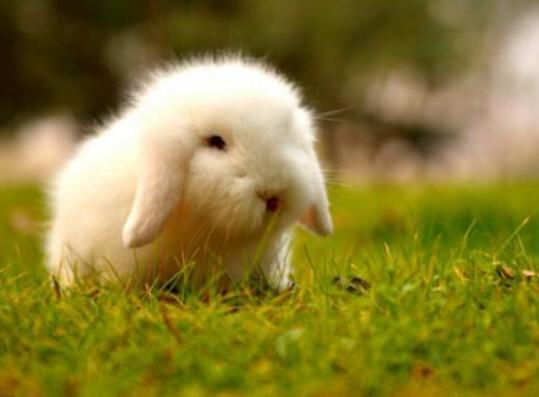 ����ʮ���Ȍ�������Ӣ����ë؈����ɐۡ��_ĦҮ���F�����ǂ�����