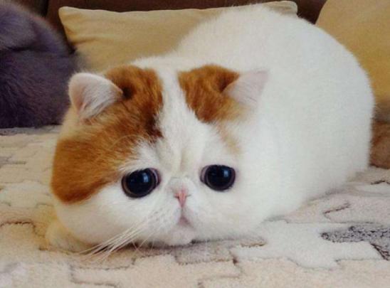 ����ʮ���Ȍ�������Ӣ����ë؈����ɐۡ��_ĦҮ���F�����ǂ�����