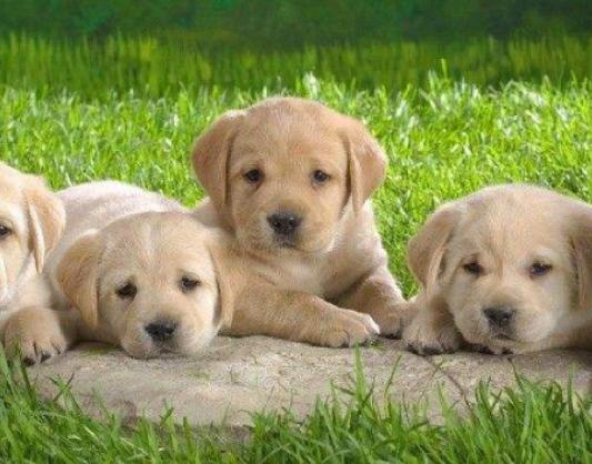 ����ʮ���Ȍ�������Ӣ����ë؈����ɐۡ��_ĦҮ���F�����ǂ�����