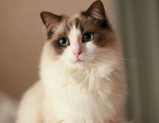 ����ʮ���Ȍ�������Ӣ����ë؈����ɐۡ��_ĦҮ���F�����ǂ�����