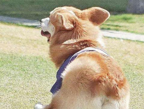 ����ʮ���Ȍ�������Ӣ����ë؈����ɐۡ��_ĦҮ���F�����ǂ�����