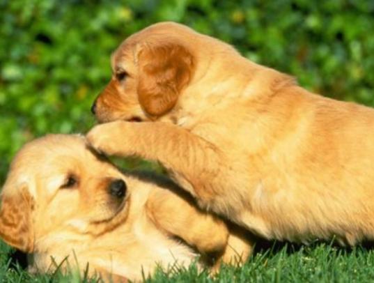 ����ʮ���Ȍ�������Ӣ����ë؈����ɐۡ��_ĦҮ���F�����ǂ�����