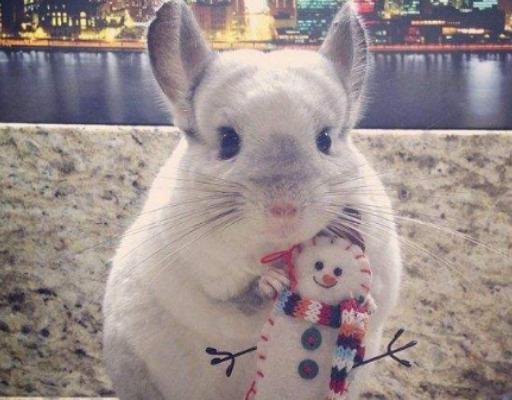 ����ʮ���Ȍ�������Ӣ����ë؈����ɐۡ��_ĦҮ���F�����ǂ�����