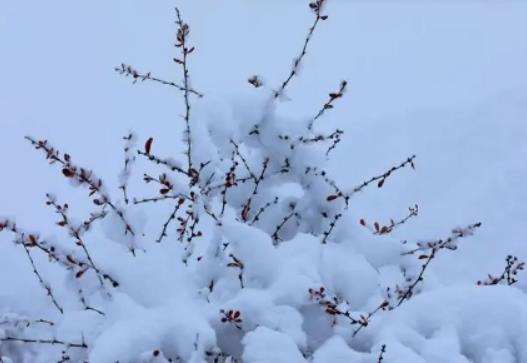 老君山每年什么時候封山?12月去老君山能不能看到雪 老君山每年什么時候封山?12月去老君山能不能看到雪