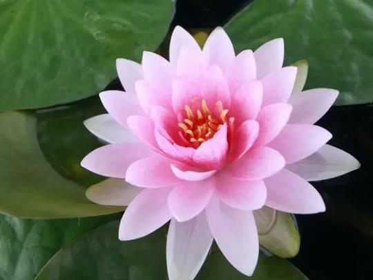 睡蓮怎么施肥合適?睡蓮缸里的水多長時間換一次 睡蓮怎么施肥合適?睡蓮缸里的水多長時間換一次