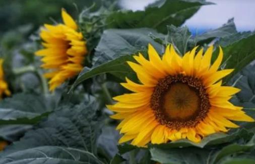 重慶今年夏季什么時候升溫?重慶2024年夏天會不會更熱 重慶今年夏季什么時候升溫?重慶2024年夏天會不會更熱