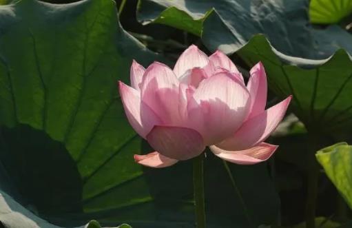 �ؑc�����ļ�ʲô�r�����أ��ؑc2024���������������