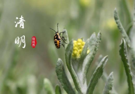 2024年清明節會降溫嗎?2024清明節會不會堵車 2024年清明節會降溫嗎?2024清明節會不會堵車