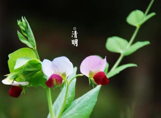 清明節為什么吃青團?清明節和寒食節在一起嗎 清明節為什么吃青團?清明節和寒食節在一起嗎