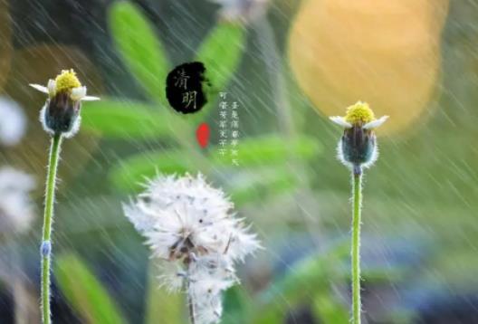 清明節是在寒食節前還是在寒食節后?清明節吃什么食物 清明節是在寒食節前還是在寒食節后?清明節吃什么食物