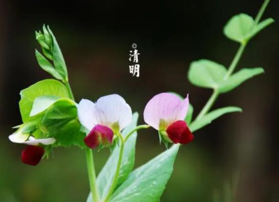 2024年清明節(jié)不在老家怎么燒紙?2024年清明節(jié)燒紙兒子和女兒都燒嗎 2024年清明節(jié)不在老家怎么燒紙?2024年清明節(jié)燒紙兒子和女兒都燒嗎