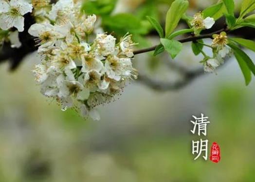 清明節加班費怎么算?2024年清明節高速免費嗎 清明節加班費怎么算?2024年清明節高速免費嗎