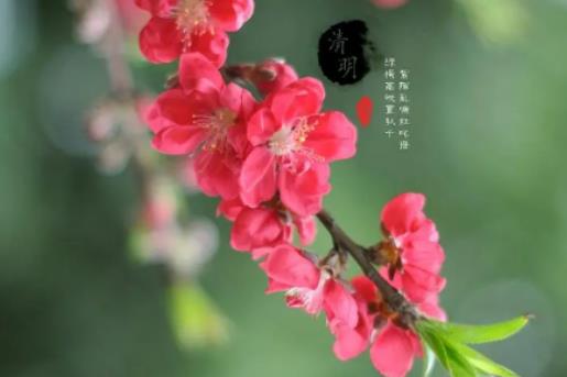 北京清明期間人多不?北京清明節(jié)前后穿什么衣服合適 北京清明期間人多不?北京清明節(jié)前后穿什么衣服合適