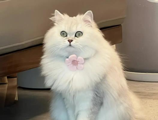 如何養好一只橘貓?貓咪什么病會拉稀 如何養好一只橘貓?貓咪什么病會拉稀