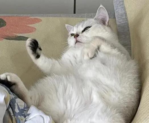 ؈�׼�������ô���ӣ�С؈����؈��֧��������