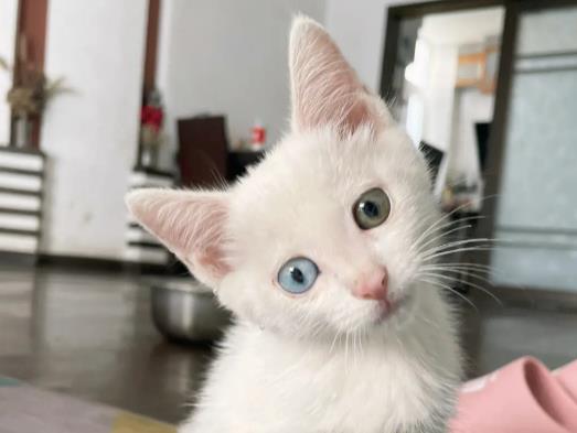 ؈��֧��ʲô��������؈��֧Ȭ����؈�ܷ�ֳ��