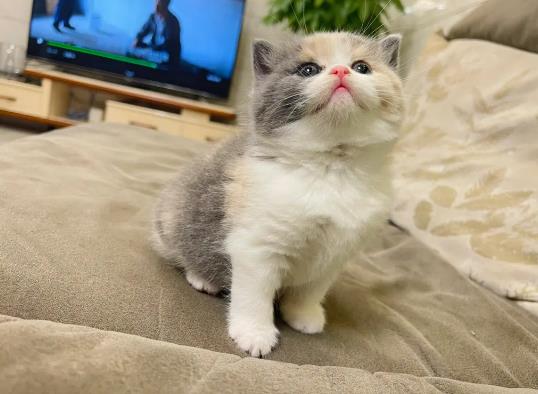 ��؈��ˮ���������ӆ���؈��˯����β��߀�ړu����ô����