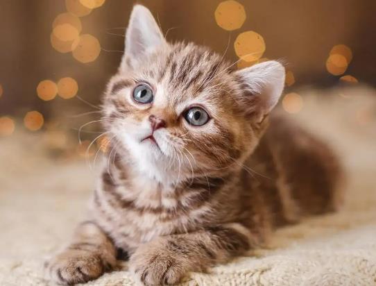 ؈����Ӽ���߀���L������؈؈��һ�γԶ���