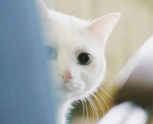 貓咪胡子剪了還會長嗎?幼貓貓草一次吃多少 貓咪胡子剪了還會長嗎?幼貓貓草一次吃多少