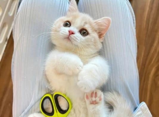 貓咪胡子剪了還會長嗎?幼貓貓草一次吃多少 貓咪胡子剪了還會長嗎?幼貓貓草一次吃多少