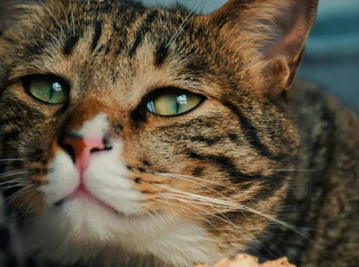 ؈���I˥�ߕ���ȳ�᣿؈����ȳȱ�}�Y��