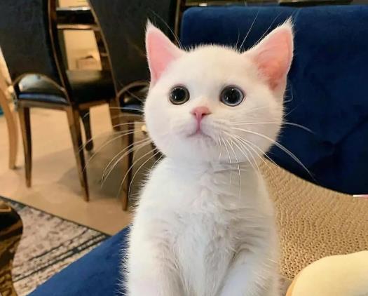 貓咪可以牽繩子嗎?為什么貓每天早上咬人 貓咪可以牽繩子嗎?為什么貓每天早上咬人