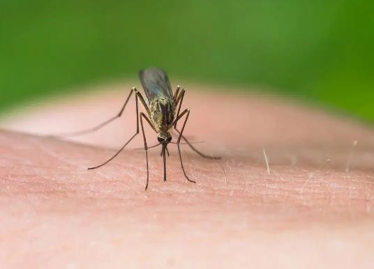 蚊香一次點一盤嗎?蚊香可以點兩盤嗎 蚊香一次點一盤嗎?蚊香可以點兩盤嗎