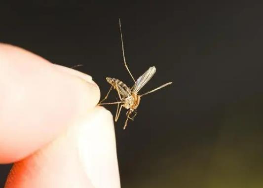 蚊香一次點一盤嗎?蚊香可以點兩盤嗎 蚊香一次點一盤嗎?蚊香可以點兩盤嗎