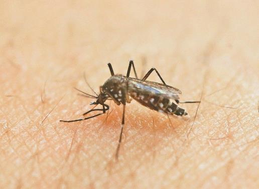 蚊香上面有白色的是不是發(fā)霉了?蚊香泡水殺蟲(chóng)的具體方法 蚊香上面有白色的是不是發(fā)霉了?蚊香泡水殺蟲(chóng)的具體方法