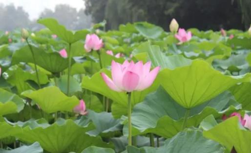 ���갲��÷�꼾��(ji��)��ʲô�r(sh��)�򣿰��ս���÷�꼾ʲô�r(sh��)���÷