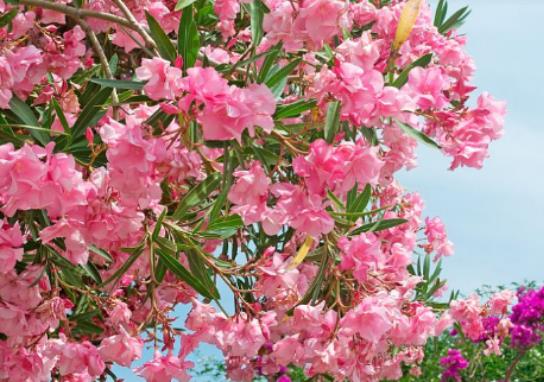 ��h�ѻ����ڵ�ʲô�r(sh��)��Y(ji��)������h�꼾�����ڎ��·�