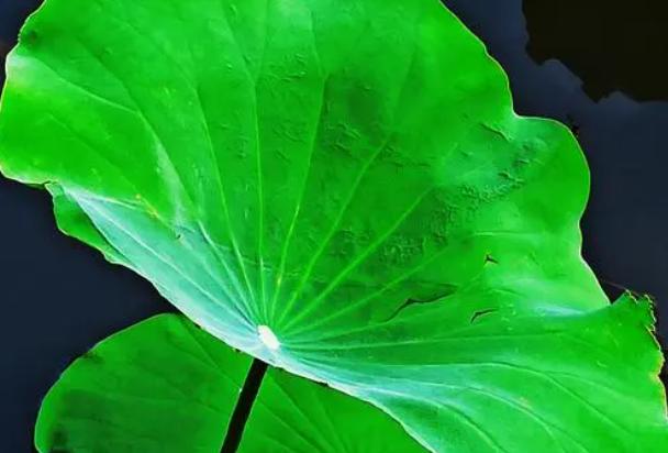 荷葉是寒性的嘛 荷葉的熱量是多少 荷葉是寒性的嘛 荷葉的熱量是多少