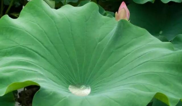 荷葉是寒性的嘛 荷葉的熱量是多少 荷葉是寒性的嘛 荷葉的熱量是多少