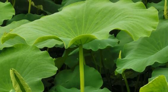 荷葉怎么喝才能減肥 新鮮荷葉怎么曬干呢 荷葉怎么喝才能減肥 新鮮荷葉怎么曬干呢