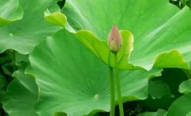 新鮮荷葉怎么處理 荷葉茶怎么做 新鮮荷葉怎么處理 荷葉茶怎么做