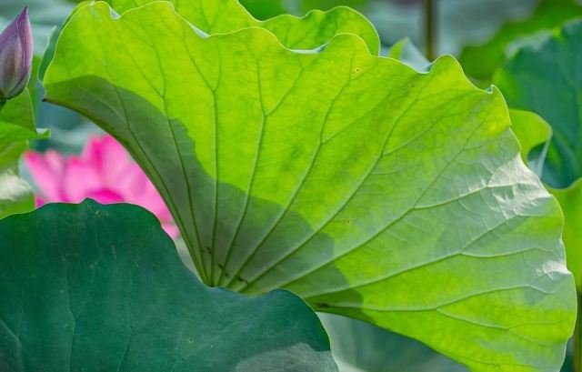 荷葉泡水喝有什么禁忌要知道 荷葉茶是涼性的嗎 荷葉泡水喝有什么禁忌要知道 荷葉茶是涼性的嗎