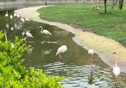 ��hҰ����������ֵ��ȥ�᣿��hҰ��������������ι�����