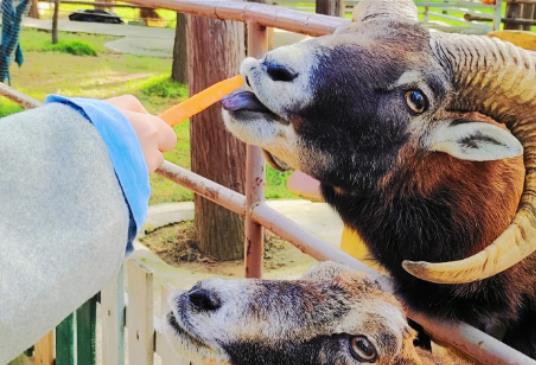 武漢野生動物王國如何買票?武漢野生動物王國入園流程 武漢野生動物王國如何買票?武漢野生動物王國入園流程