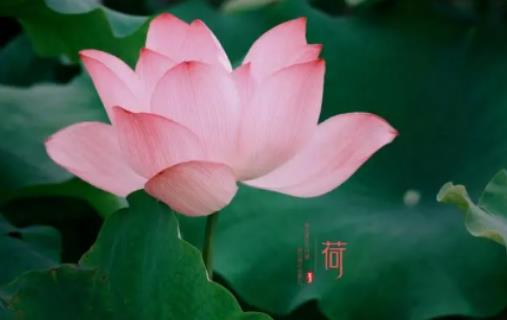 夏至之后是夏天嗎?2024年夏至是白天最長的一天嗎 夏至之后是夏天嗎?2024年夏至是白天最長的一天嗎