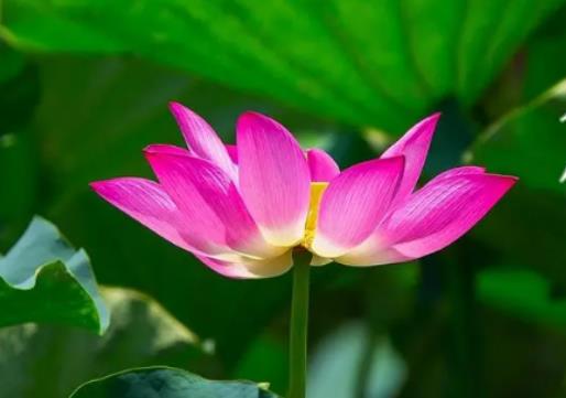 三伏天怎樣養(yǎng)生?三伏天是最熱的時(shí)候嗎 三伏天怎樣養(yǎng)生?三伏天是最熱的時(shí)候嗎