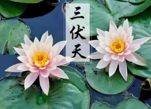 2024年三伏天是公伏還是母伏?2024年入伏是幾月幾號 2024年三伏天是公伏還是母伏?2024年入伏是幾月幾號