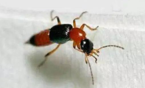 家里出現一只隱翅蟲還會有很多嗎?怎么判斷是不是被隱翅蟲咬了 家里出現一只隱翅蟲還會有很多嗎?怎么判斷是不是被隱翅蟲咬了