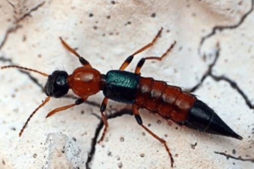 隱翅蟲是怎么來的?隱翅蟲咬的包是啥樣子 隱翅蟲是怎么來的?隱翅蟲咬的包是啥樣子