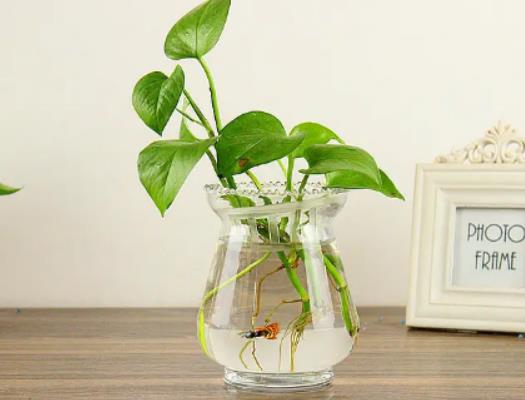 綠蘿怎么養?綠蘿剪枝放水里能活嗎 綠蘿怎么養?綠蘿剪枝放水里能活嗎