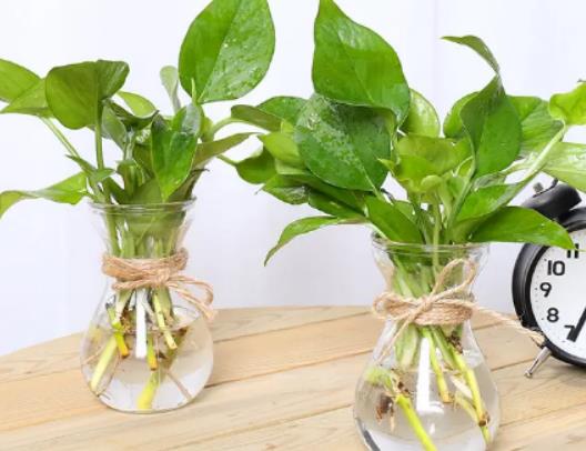 綠蘿能開花嗎?綠蘿可以淋雨嗎 綠蘿能開花嗎?綠蘿可以淋雨嗎