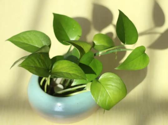 綠蘿澆水多了會爛根嗎?綠蘿可以水培養殖嗎 綠蘿澆水多了會爛根嗎?綠蘿可以水培養殖嗎